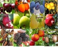 Саженцы плодовых и декоративных деревьев