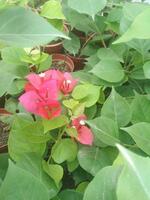 Yopiq gullar va osimliklar sanati 012