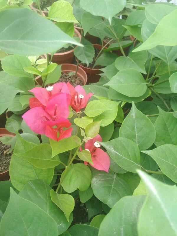  Yopiq gullar va osimliklar sanati 012 - 