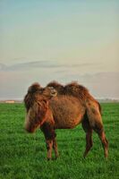 Верблюжье молоко в Ташкенте