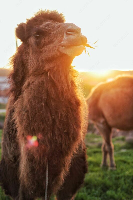 Верблюжье молоко в Ташкенте - 50 000 сум