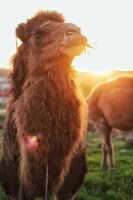 Верблюжье молоко в Ташкенте - 50 000 сум