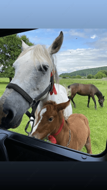   Кимиз Кумыс Qimiz в Ташкентe