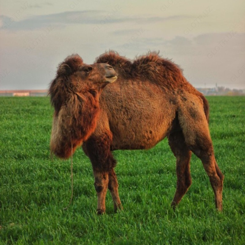 Camel milk and mare’s milk in Tashkent