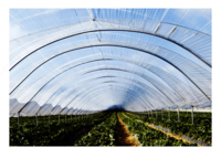 Полиолефиновая пленка Sky Coat 5 - по запросу