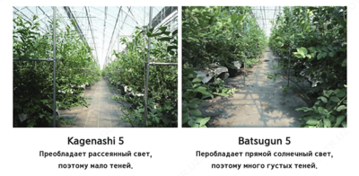 Kagenashi 5 poliolefin plyonkasi