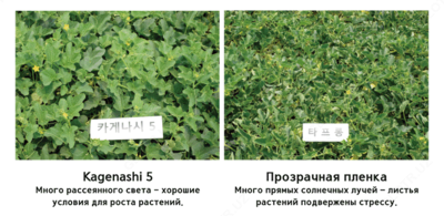 Kagenashi 5 poliolefin plyonkasi