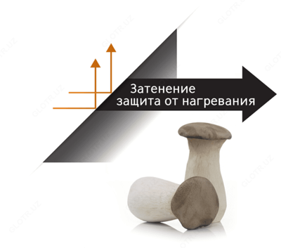 Baekbaek Coat 5 termal himoya plyonkasi