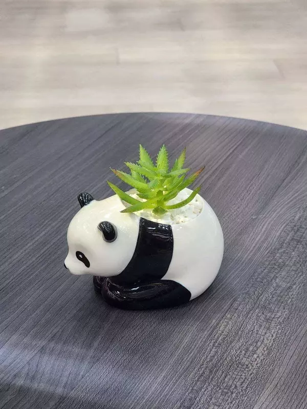 70 000 сум Декоративные суккуленты в горшочках - Панда - подарочный горшочек для цветов.