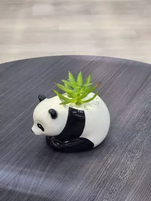 70 000 сум / шт. Декоративные суккуленты в горшочках - Панда - подарочный горшочек для цветов.