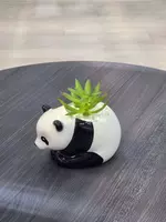 70 000 сум Декоративные суккуленты в горшочках - Панда - подарочный горшочек для цветов.