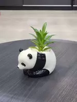 Декоративные суккуленты в горшочках - Панда - подарочный горшочек для цветов. Только в розницу