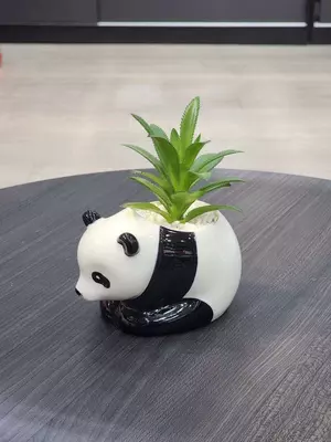 Декоративные суккуленты в горшочках - Панда - подарочный горшочек для цветов. Только в розницу