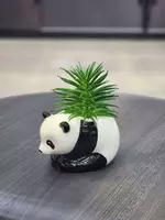 Декоративные суккуленты в горшочках - Панда - подарочный горшочек для цветов. - ЯТТ "Домашний Уголок"