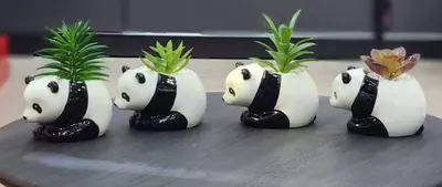 Декоративные суккуленты в горшочках - Панда - подарочный горшочек для цветов.