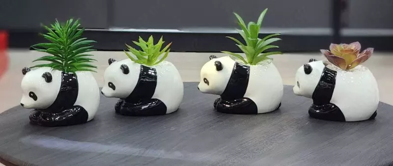 ЯТТ "Домашний Уголок" - Декоративные суккуленты в горшочках - Панда - подарочный горшочек для цветов.