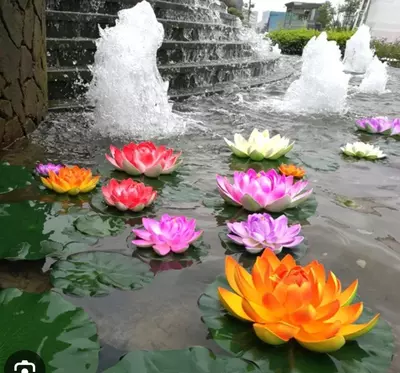 Семена лотоса