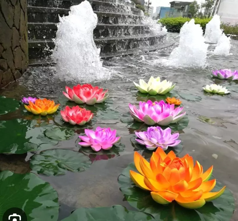 Семена лотоса