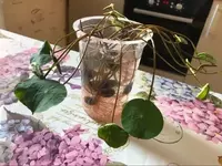 70 000 сум Семена лотоса