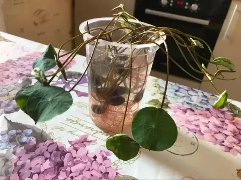 Семена лотоса