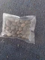 Семена лотоса Только в розницу