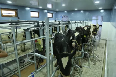 Доильный зал - Цена по запросу