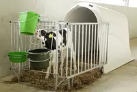 Buzoqlar uchun uychalar