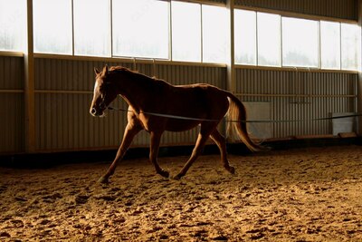 Увлекательный Конный поход - 270 000 сум
