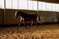 Maftunkor ot yurish - 270 000 so'm