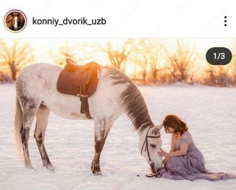 Fotosessiyalar uchun ot ijarasi