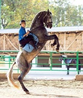 Otlarda "Djigitovka" minish mashqlari