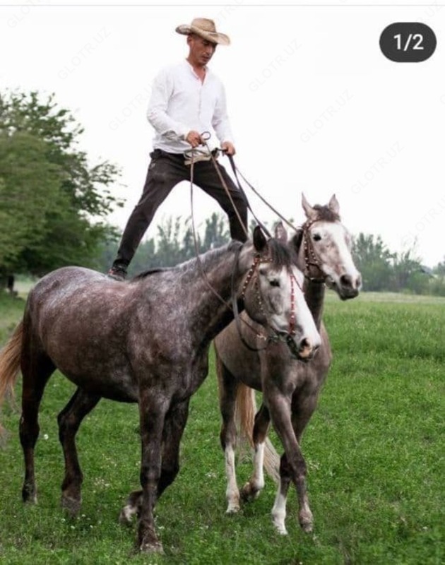 Otlarda "Djigitovka" minish mashqlari - по запросу