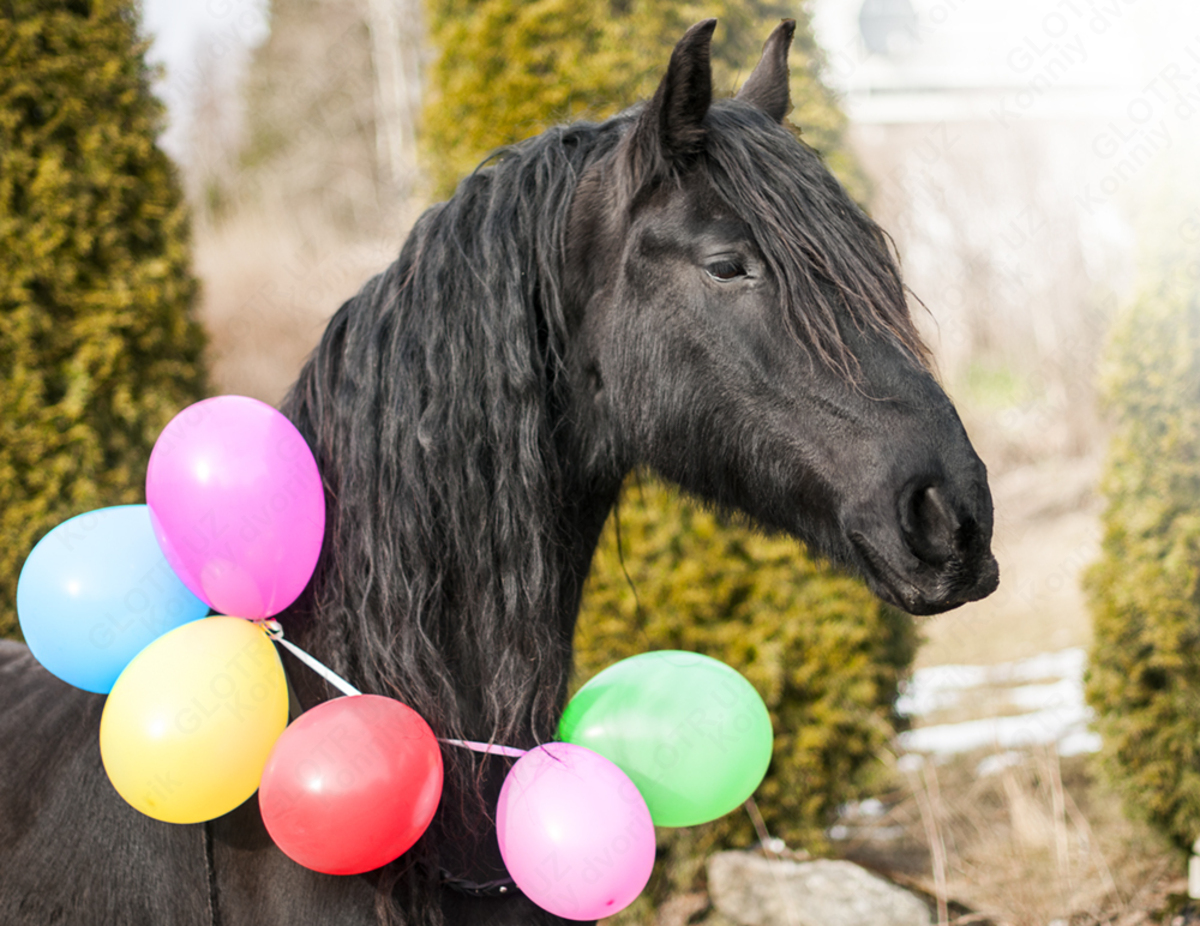 день рождения с лошадьми