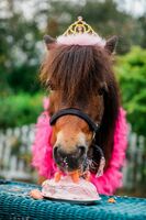 Tug'ilgan kun yoki bayram uchun otlarni ijaraga olish - по запросу