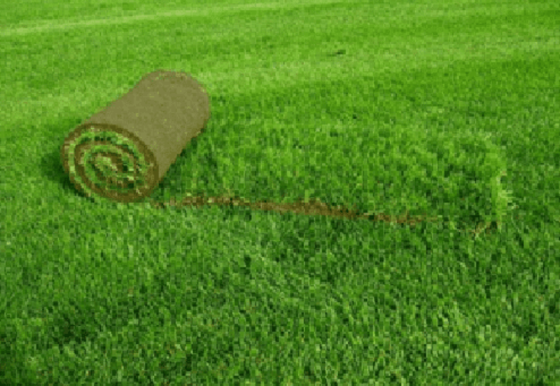 Sun'iy o't - {0} so'mdan