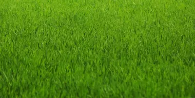 Газон - 115 000 сум / кв.м