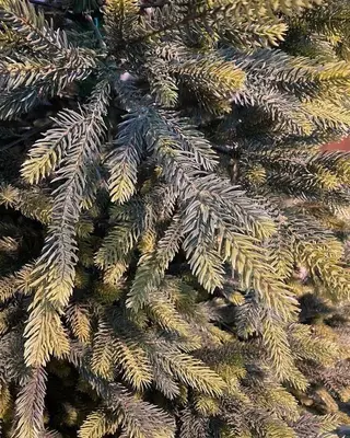 Новогодняя ёлка "Новая Зеландия"