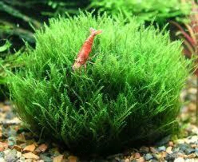 Спирулина spirulina таблетки 1000 шт