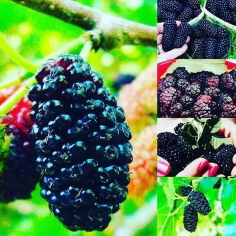 {0} so'mdan Shotut sirkasi. Шотут сиркаси.