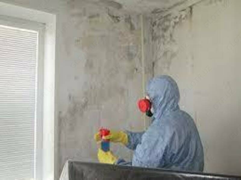 Уничтожение плесени