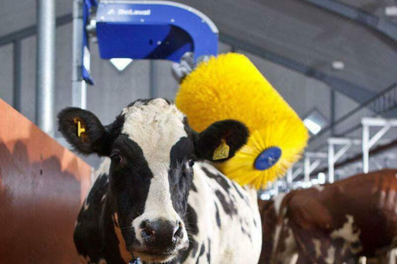 Чорва Шотка