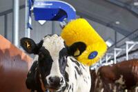 Чорва Шотка