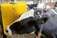 Чорва Шотка - 9 555 000 сум