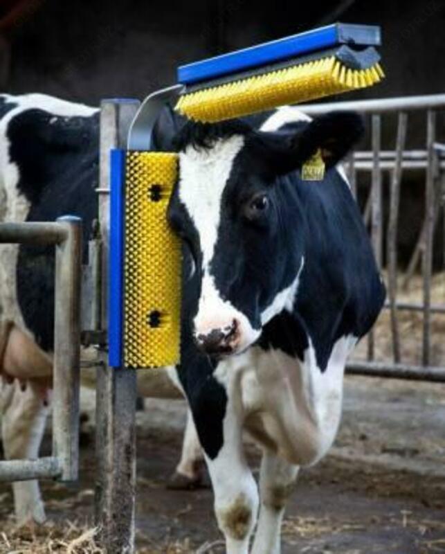 Чорва Шотка - 6 999 990 сум