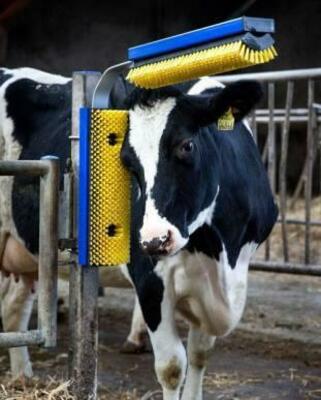 Чорва Шотка - 6 999 990 сум / шт.