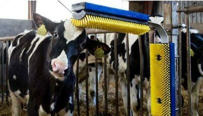 6 999 990 сум / шт. Чорва Шотка