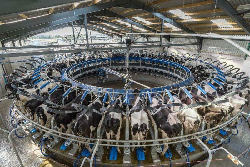 QORA MOL UCHUN SOG'ISH ZALLAR