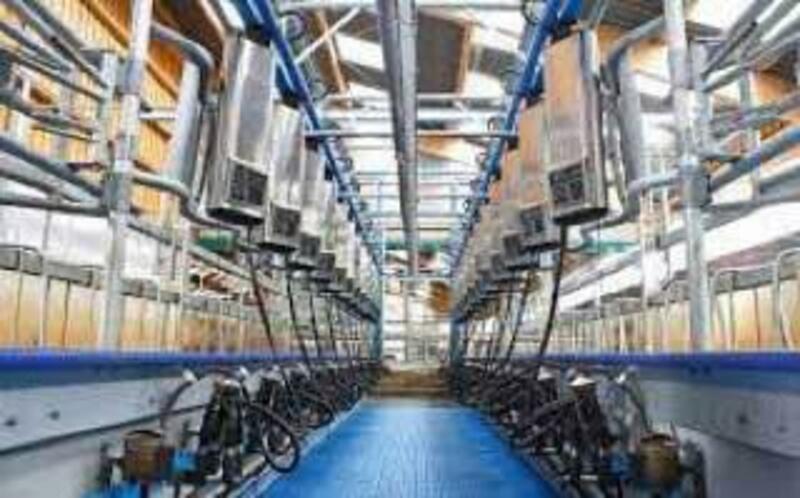 QORA MOL UCHUN SOG'ISH ZALLAR