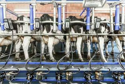 QORA MOL UCHUN SOG'ISH ZALLAR QORA MOL UCHUN SOG