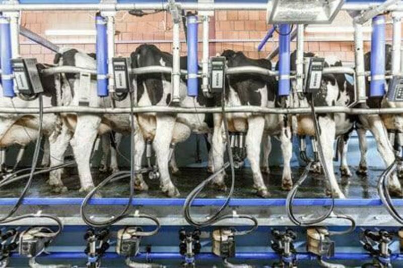 QORA MOL UCHUN SOG'ISH ZALLAR